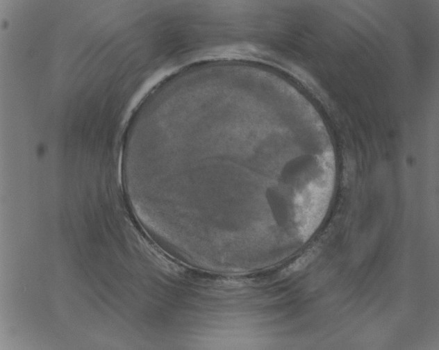 X0000067391224200604281834