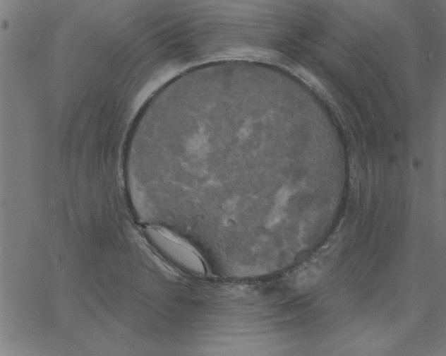 X0000067391230200604281834