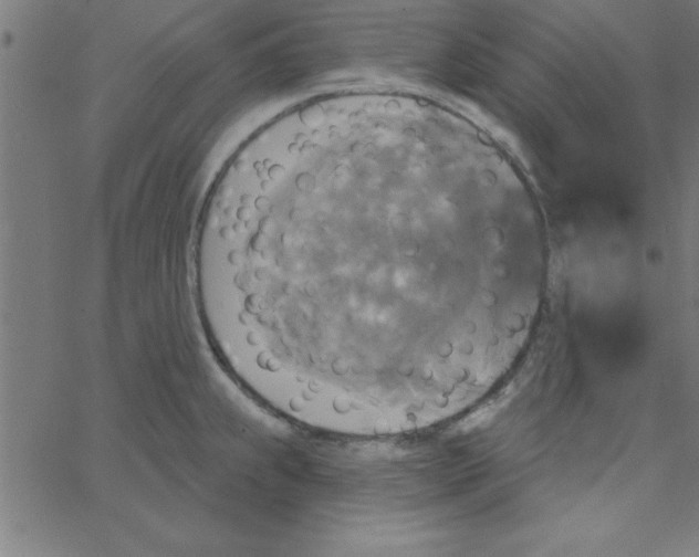 X0000067391239200604281834