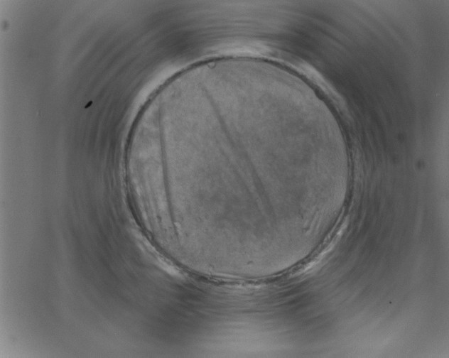 X0000067391240200604281834