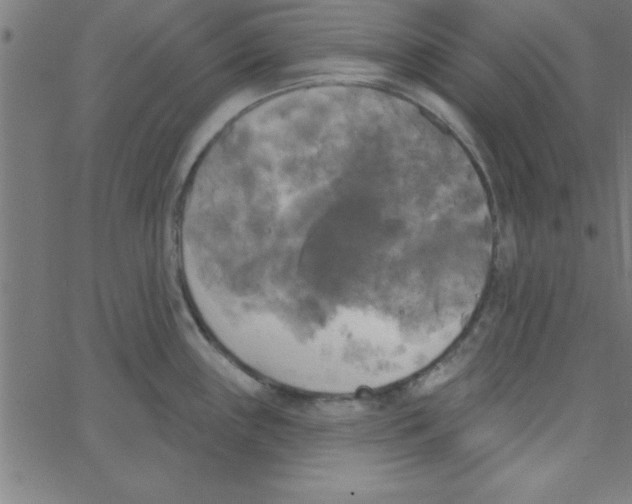 X0000067391243200604281834