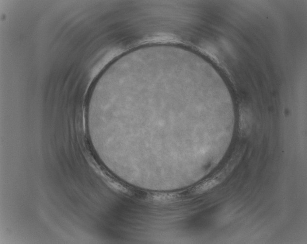 X0000067391274200604281833