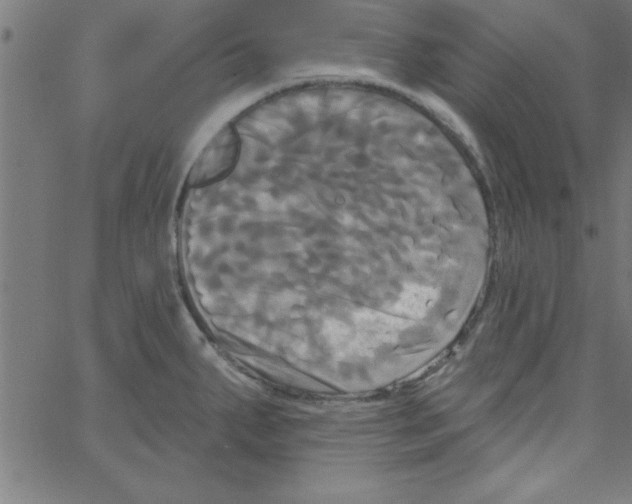 X0000067391287200604281833