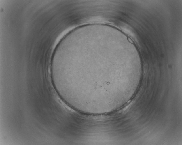 X0000067391288200604281833