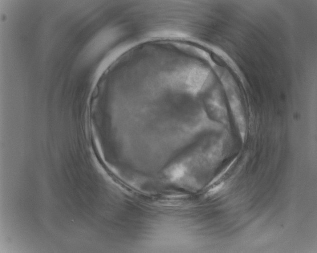 X0000067391295200604281832