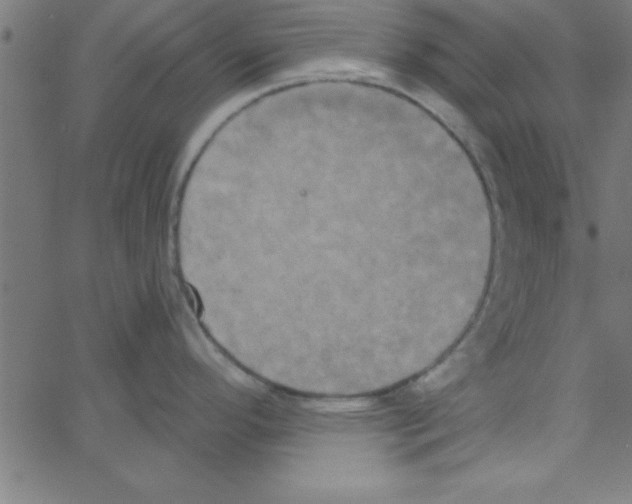 X0000067391296200604281832