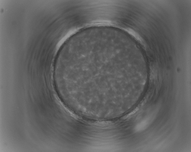 X0000067391325200604281832