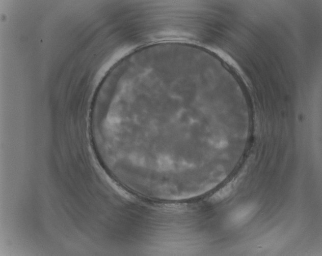 X0000067391333200604281832