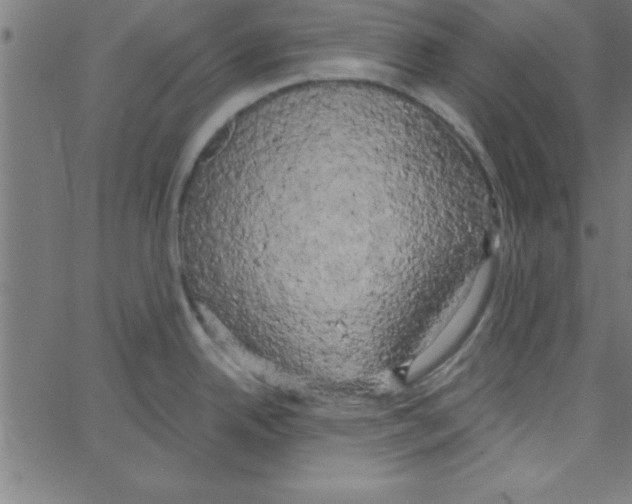 X0000067391342200604281832