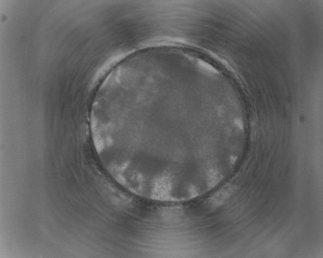 X0000067391363200604281831