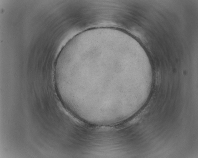 X0000067391374200604281831