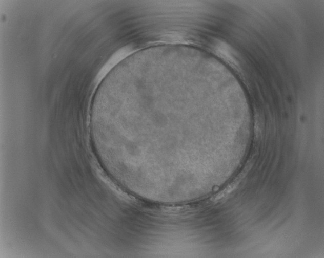 X0000067391378200604281831