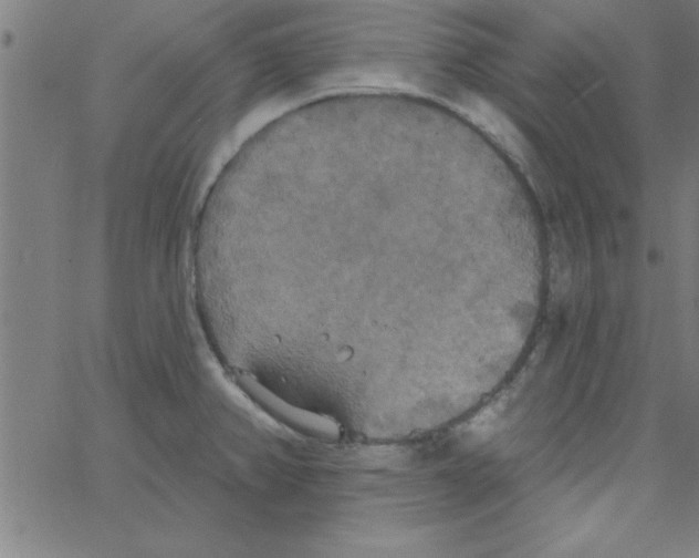 X0000067391382200604281831