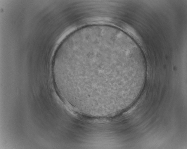 X0000067391384200604281831