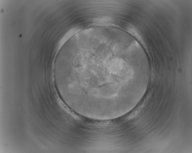 X0000067391386200604281831