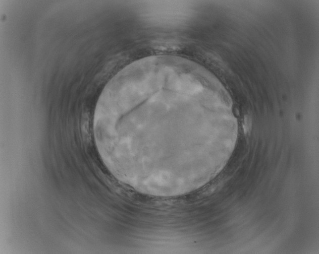 X0000067391396200604281830