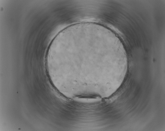 X0000067391423200604281831