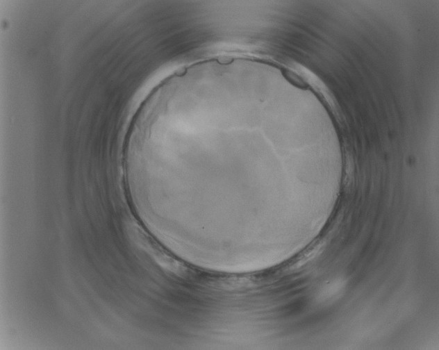 X0000067391435200604281831