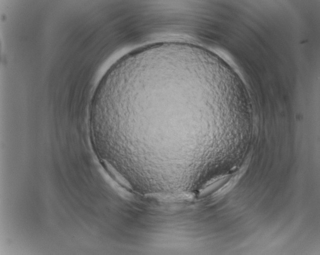 X0000067391438200604281831