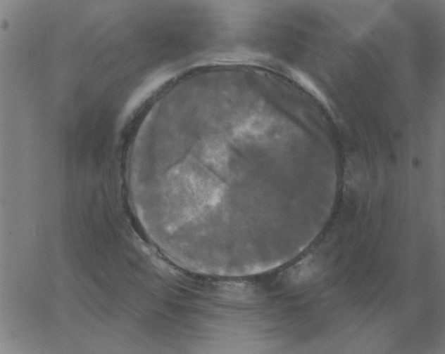 X0000067391456200604281830