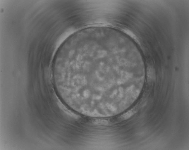 X0000067391466200604281830