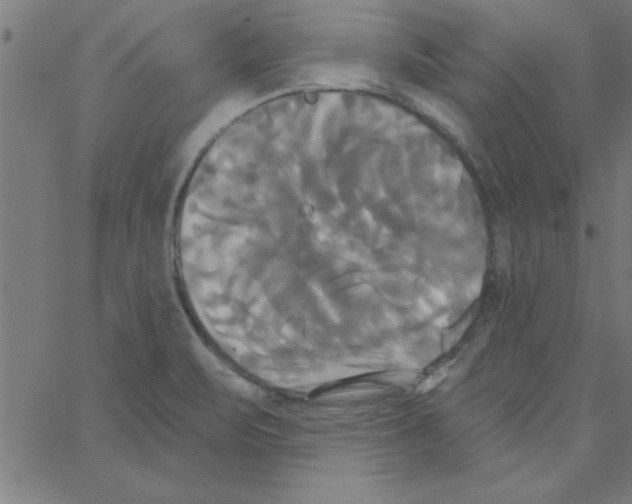 X0000067391471200604281830