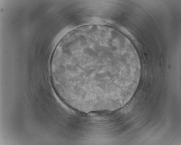 X0000067391479200604281829