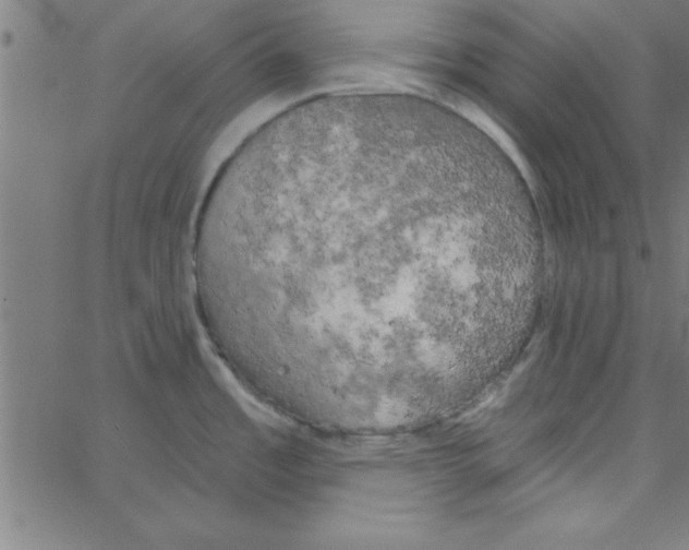 X0000067391485200604281829