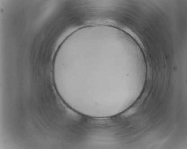 X0000067391486200604281829