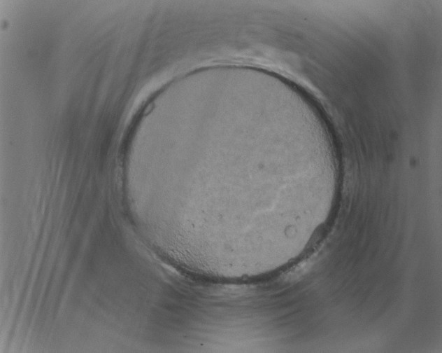 X0000067391506200604281829