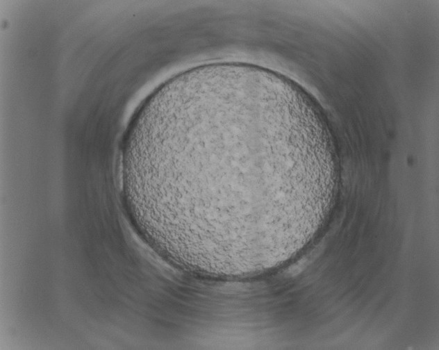 X0000067391510200604281829