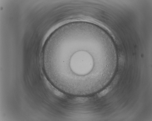 X0000067391514200604281829