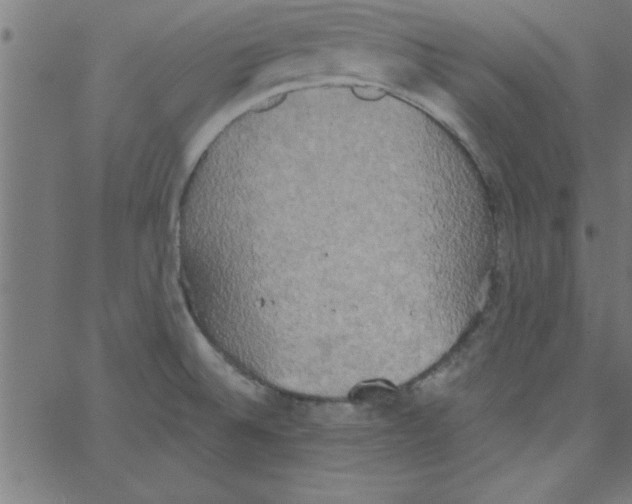 X0000067391524200604281829