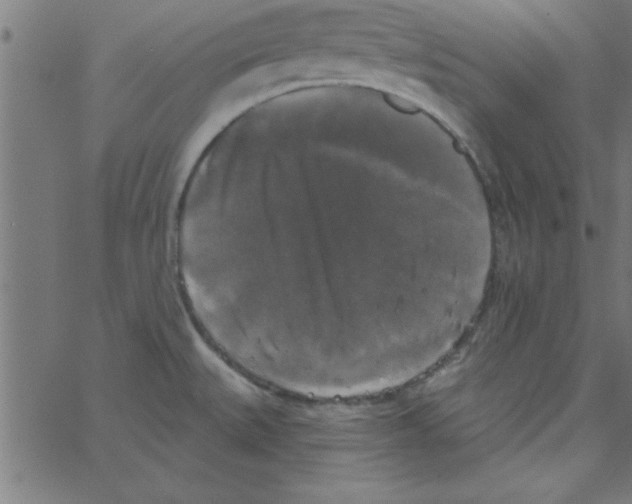 X0000067391527200604281829