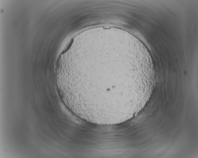 X0000067391532200604281829