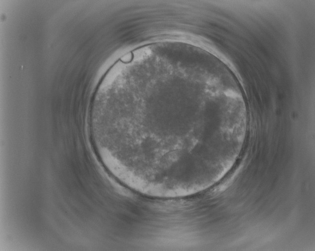 X0000067391533200604281829