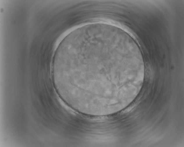 X0000067391535200604281829