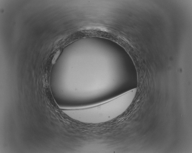 X0000067400965200603311016