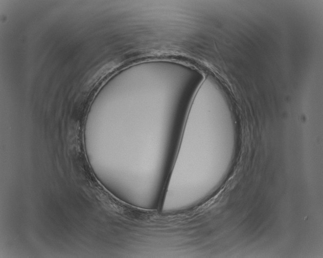 X0000067401265200603311011