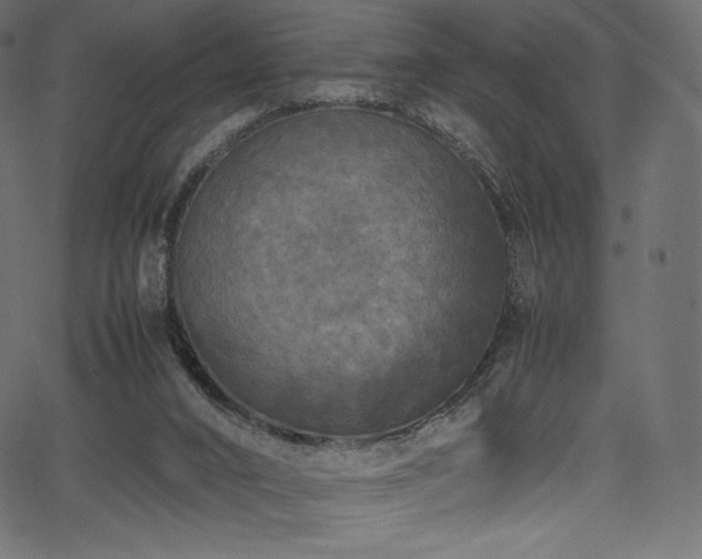 X0000067400016200603311335