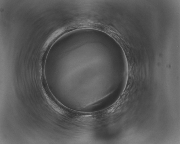 X0000067400054200603311334