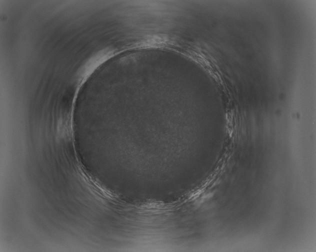 X0000067400196200603311332