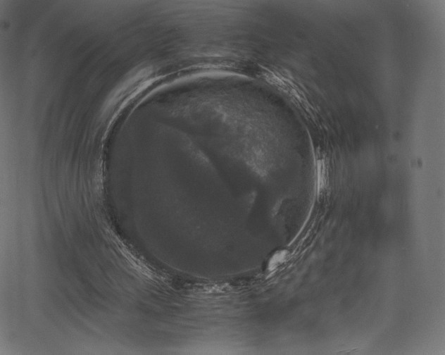 X0000067400243200603311331