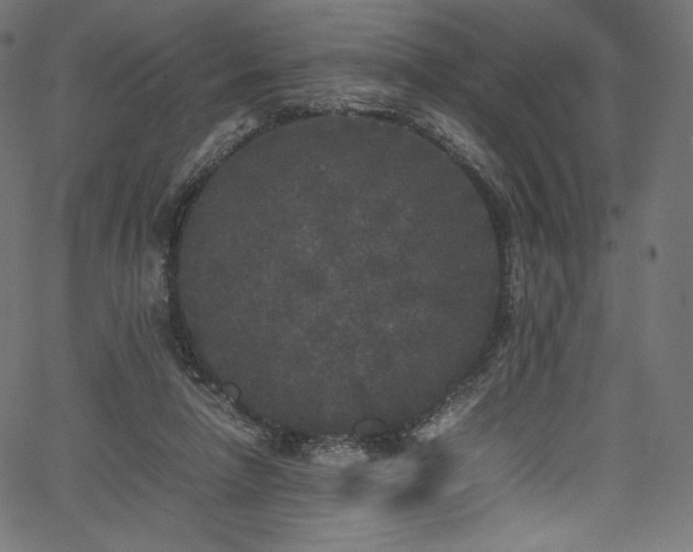 X0000067400258200603311331