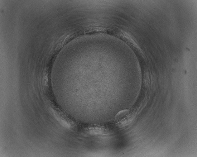 X0000067400259200603311331