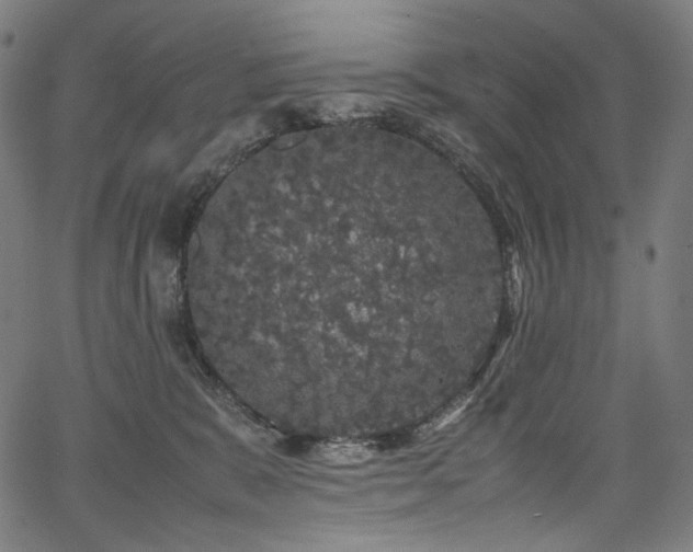 X0000067400327200603311330