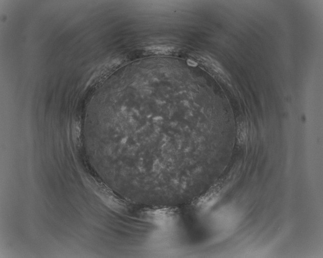 X0000067400365200603311330