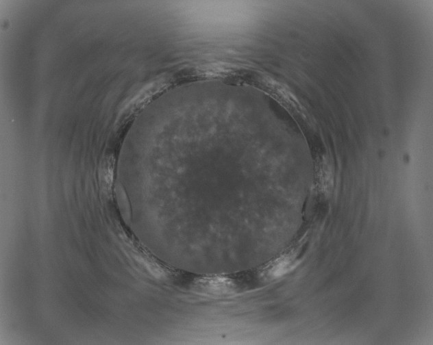 X0000067400427200603311329