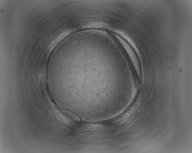 X0000067400437200603311328