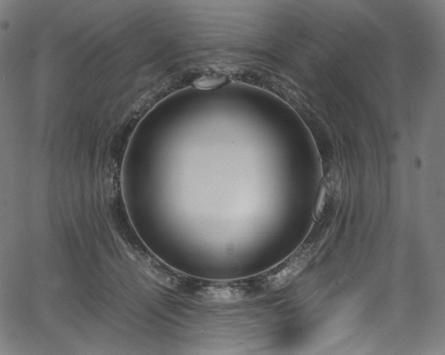 X0000067400464200603311328